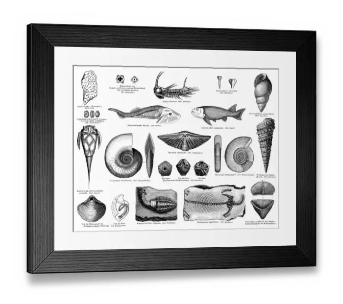 Framed Print : Historical graphic representation