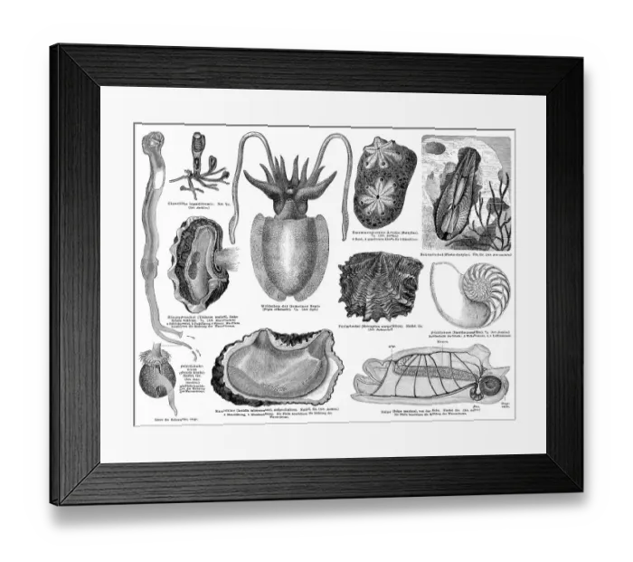 Framed Print : Historical graphic representation Framed Print : Historical graphic representation