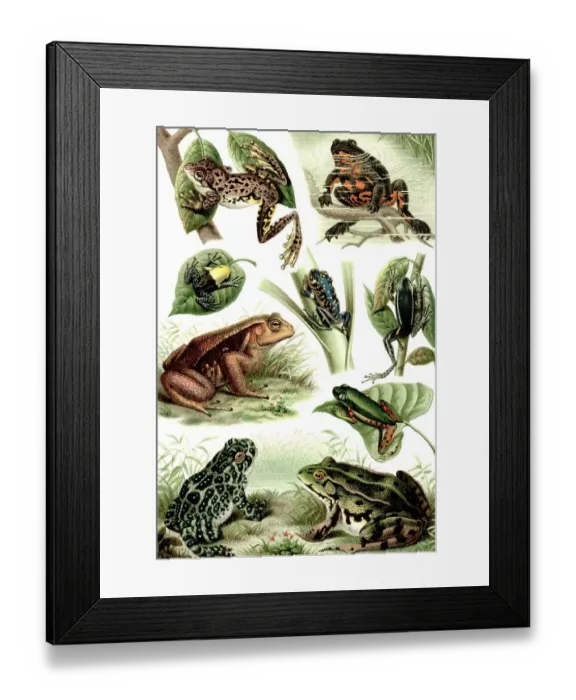 Framed Print : Historical illustration from the 19th Century