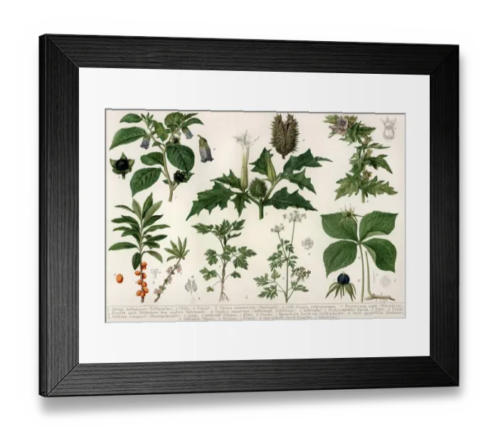Framed Print : Historical illustration from the 19th Century Framed Print : Historical illustration from the 19th Century