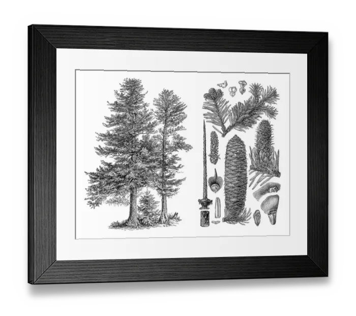 Framed Print : Historical illustration, Silver Fir (Abies pectinata)