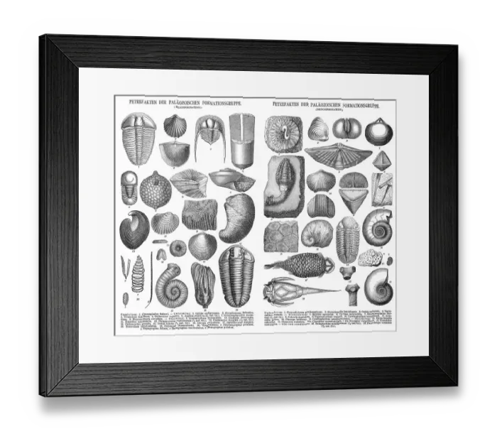 Framed Print : Various fossils, historical illustration, 1896