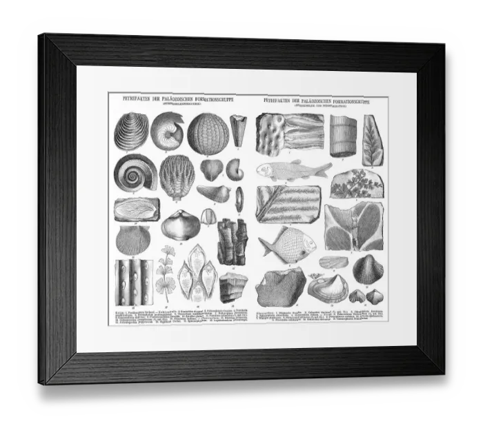 Framed Print : Various fossils, historical illustration, 1896 Framed Print : Various fossils, historical illustration, 1896