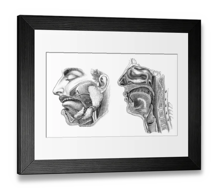 Framed Print : Historical illustration, 1896, human mouth and throat