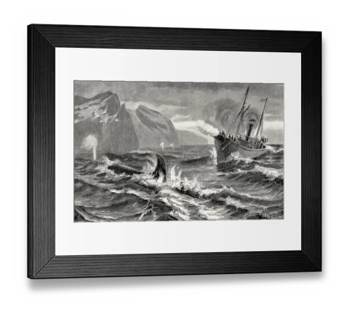 Framed Print : Whaling at the Siberian coast with a harpoon fired from a cannon