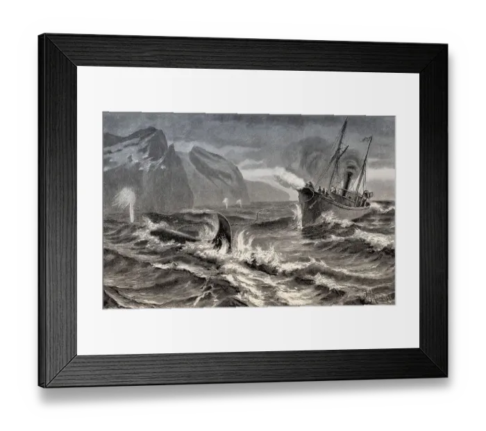 Framed Print : Whaling at the Siberian coast with a harpoon fired from a cannon