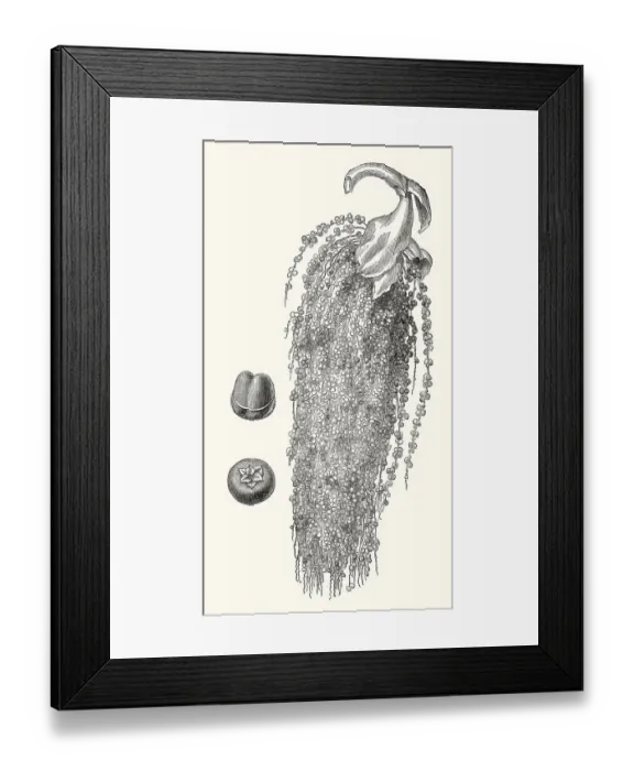 Framed Print : Jaggery palm, Caryota urens, flowering plant in the palm family