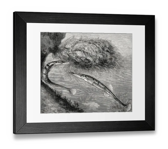 Framed Print : Sea stickleback, Spinachia spinachia