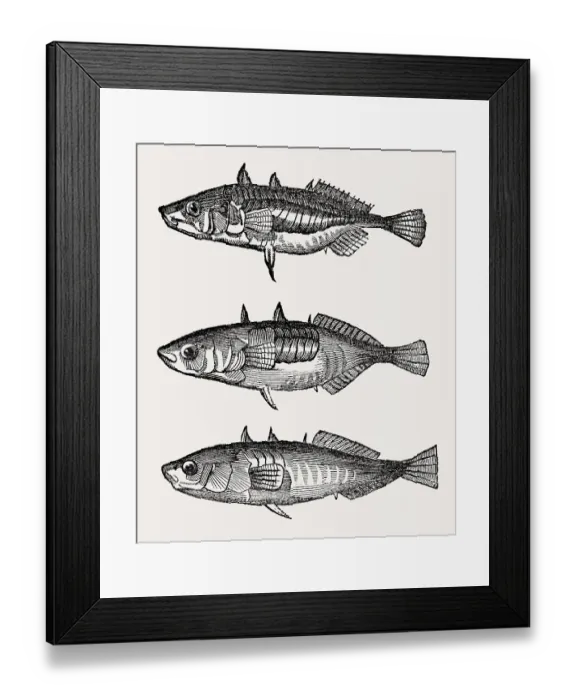 Framed Print : 3 different types of three-spined stickleback (Gasterosteus aculeatus) Framed Print : 3 different types of three-spined stickleback (Gasterosteus aculeatus)