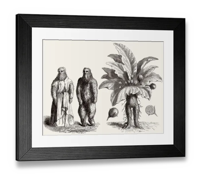 Framed Print : Mandrake, Mandragora officinarum Framed Print : Mandrake, Mandragora officinarum