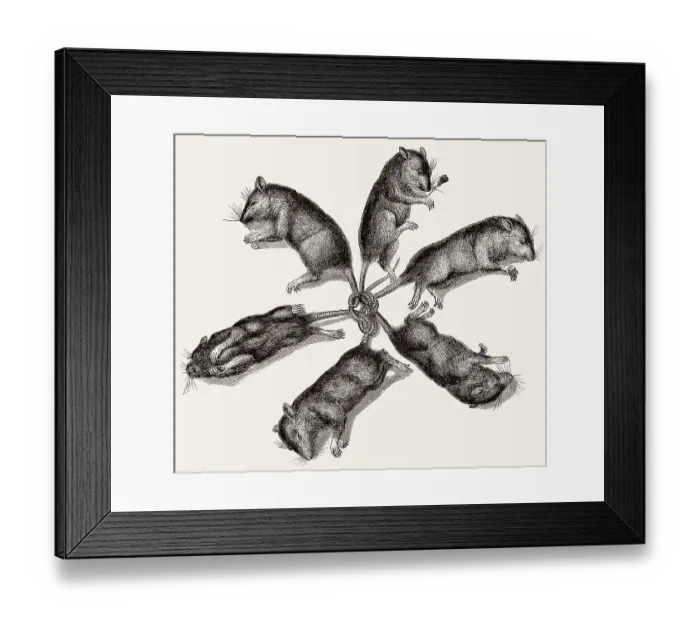 Framed Print : Sechs Ratten sind an den Schwaenzen verbunden