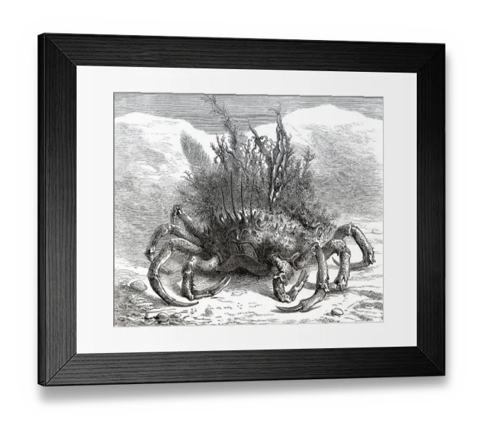 Framed Print : Maja squinado, die Grosse Seespinne