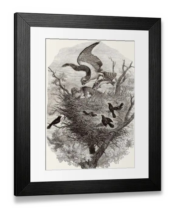 Framed Print : Fischadler-Nest, Illustration 19. Jahrhundert Framed Print : Fischadler-Nest, Illustration 19. Jahrhundert