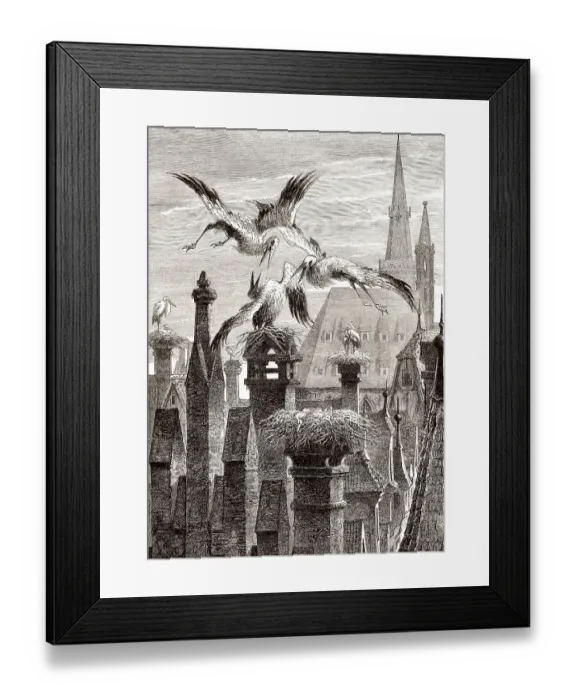 Framed Print : Storchennester in der Stadt Strassburg Framed Print : Storchennester in der Stadt Strassburg
