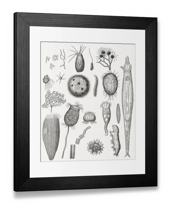 Framed Print : Kieselalgen, Gruppe der Algen, Stramenopila