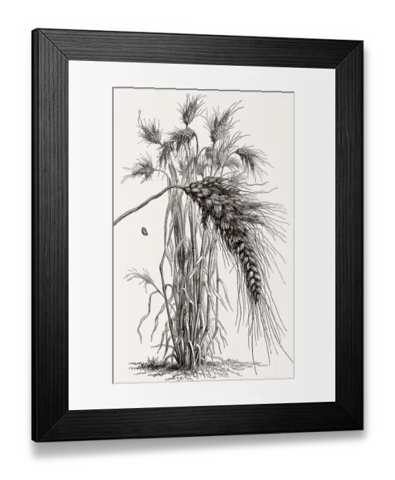 Framed Print : Altorientalischer Weizen, natuerliche Kreuzung aus Wildtyp und Hartweizen