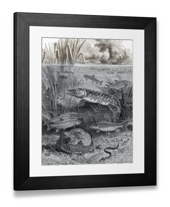 Framed Print : Fische in schnell fliessenden Gewaessern