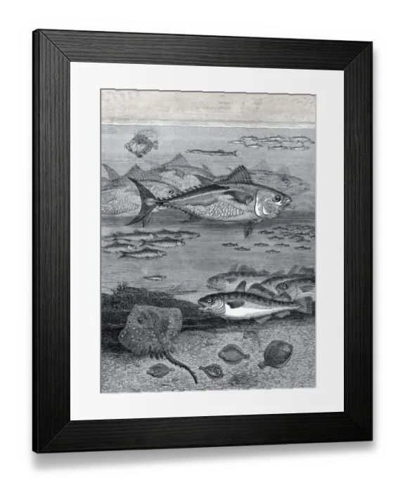 Framed Print : Tiefseefische Framed Print : Tiefseefische