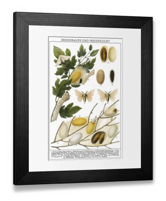 Framed Print : Historical illustration, 19th Century