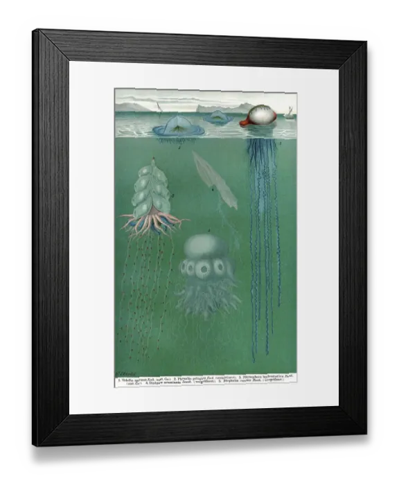 Framed Print : Historical illustration, 19th Century Framed Print : Historical illustration, 19th Century