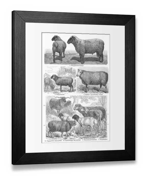 Framed Print : Historical illustration, 19th Century