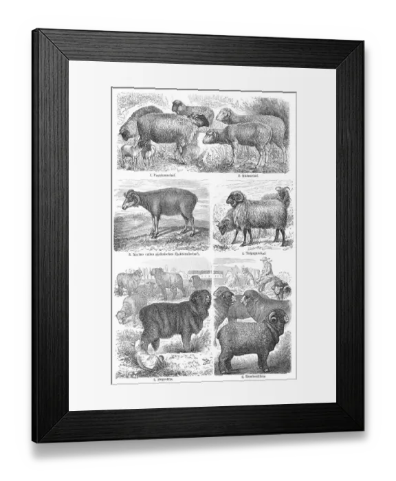 Framed Print : Historical illustration, 19th Century Framed Print : Historical illustration, 19th Century