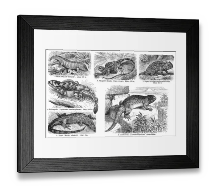 Framed Print : True lizards, historical graphic representation