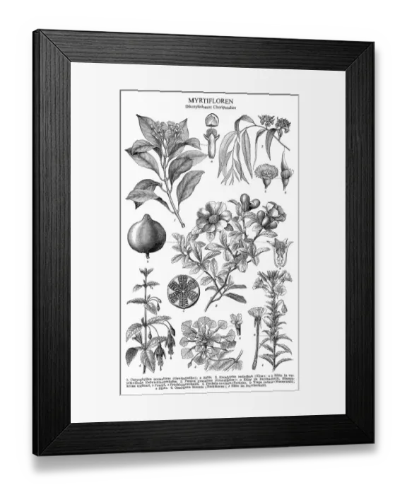 Framed Print : Historical illustration, dicotyledons Framed Print : Historical illustration, dicotyledons