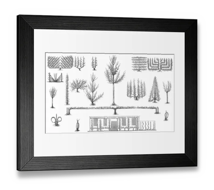 Framed Print : Historical illustration, Espaliers