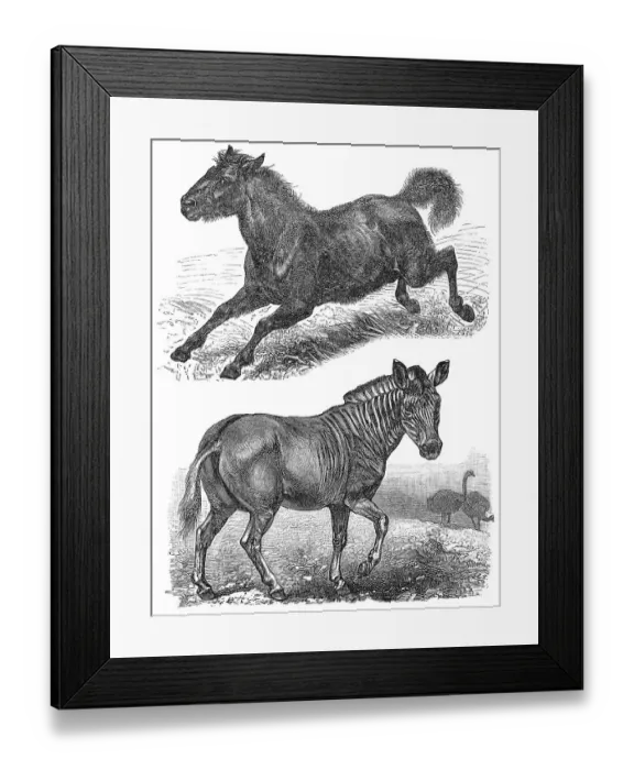Framed Print : Extinct animals, Quagga (Equus quagga quagga) Framed Print : Extinct animals, Quagga (Equus quagga quagga)