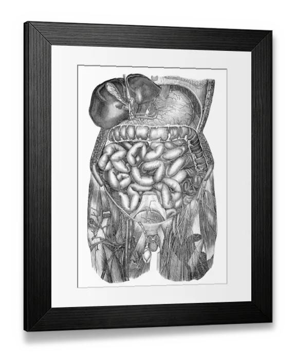 Framed Print : Human intestines, Historic illustration Framed Print : Human intestines, Historic illustration