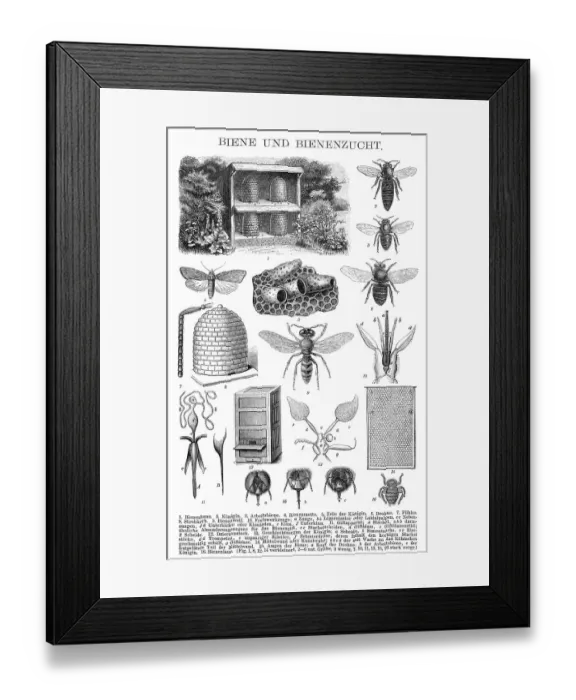 Framed Print : Historic illustration, 19th century Framed Print : Historic illustration, 19th century