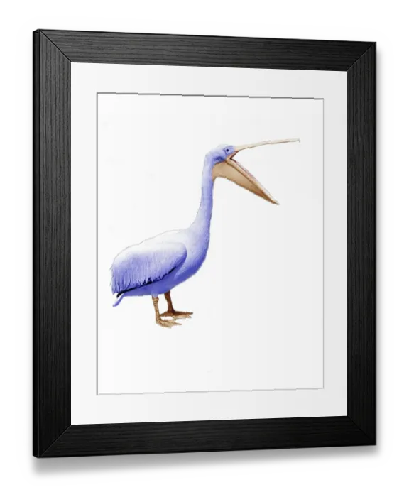 Framed Print : Pelican speaks, England, Great Britain Framed Print : Pelican speaks, England, Great Britain