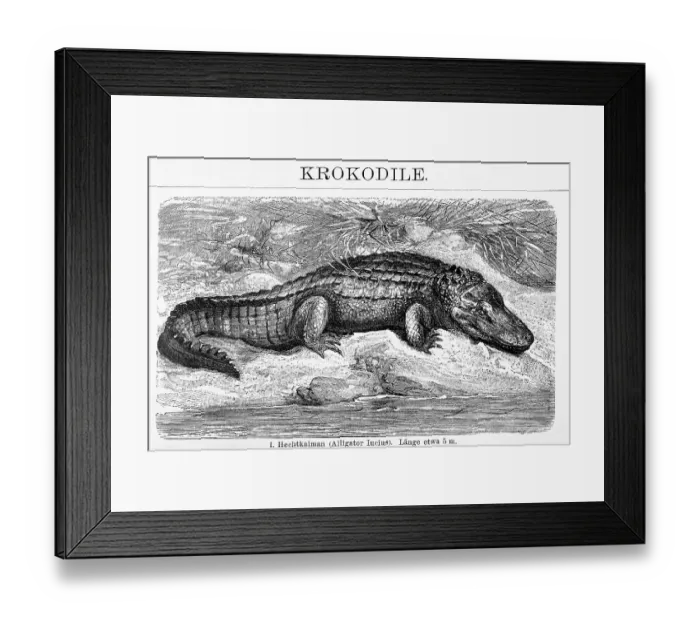 Framed Print : Cayman (Alligator lucius), historical book illustration from the 19th Century Framed Print : Cayman (Alligator lucius), historical book illustration from the 19th Century