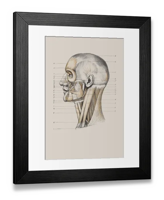 Framed Print : Skull with muscle structure, anatomical illustration Framed Print : Skull with muscle structure, anatomical illustration