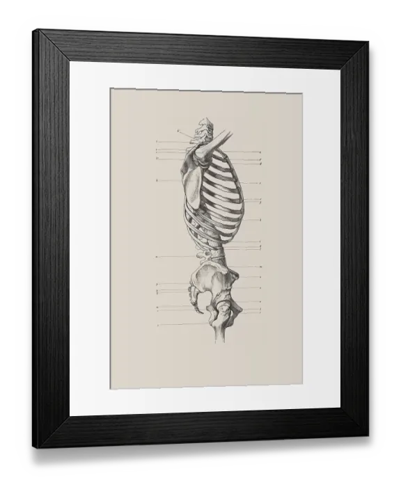 Framed Print : Skeletal torso, anatomical illustration