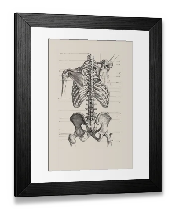 Framed Print : Skeletal torso, anatomical illustration