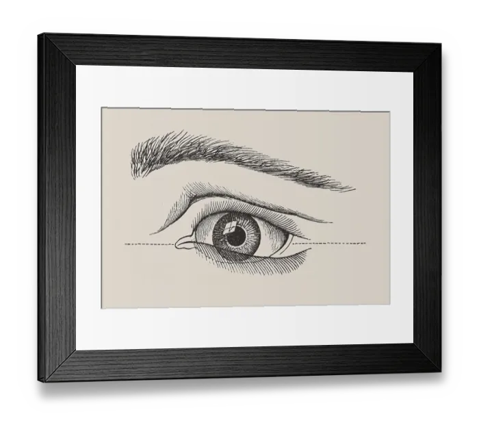 Framed Print : Human eye, anatomical illustration