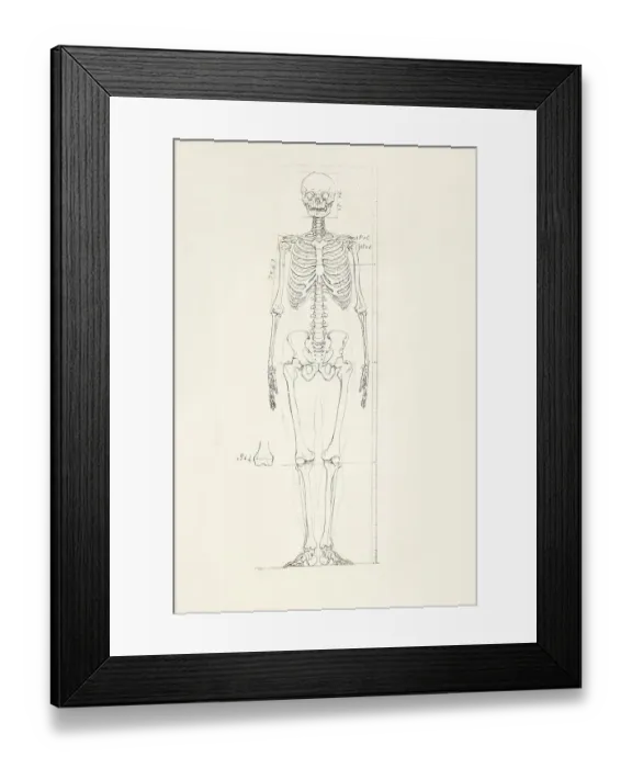Framed Print : Illustration of a human skeleton