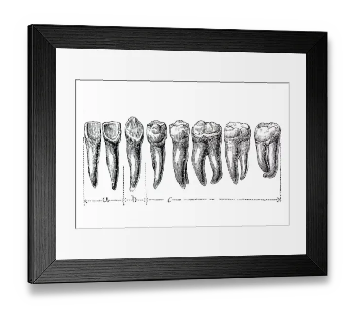 Framed Print : Human teeth, anatomical illustration