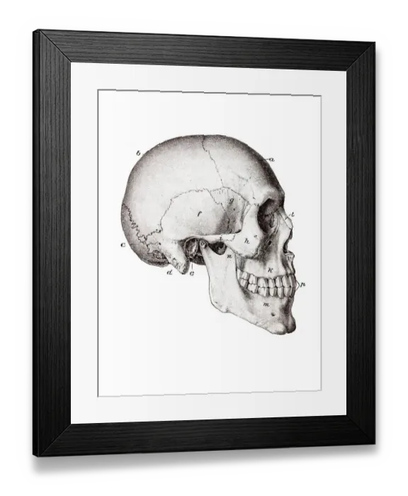 Framed Print : Skull of a Homo sapiens, anatomical illustration Framed Print : Skull of a Homo sapiens, anatomical illustration