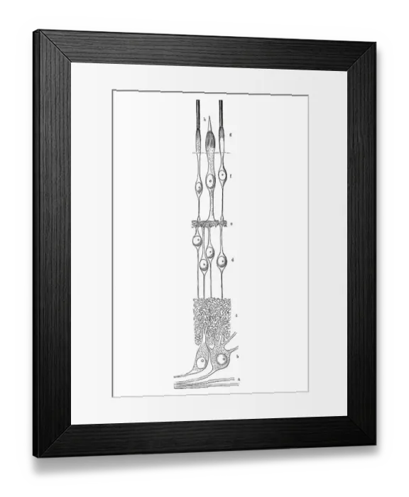 Framed Print : Retina, anatomical illustration