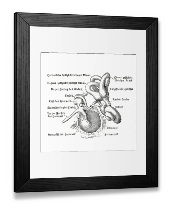 Framed Print : Human ear, anatomical illustration