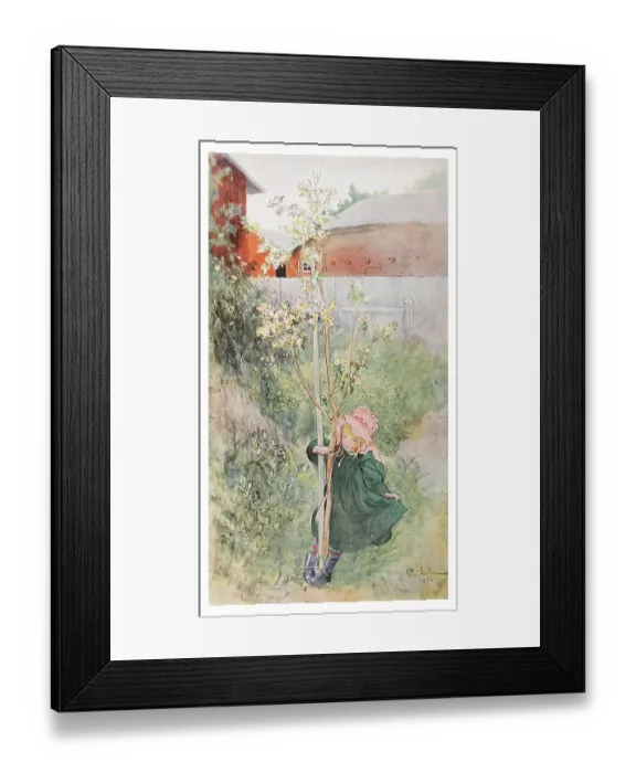 Framed Print : Apple Blossoms, illustration in The House in the Sun by Carl Larsson