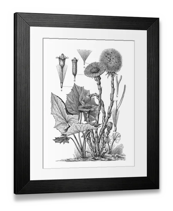 Framed Print : Coltsfoot (Tussilago farfara), historical illustration Framed Print : Coltsfoot (Tussilago farfara), historical illustration