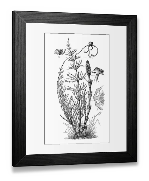 Framed Print : Horsetail (Equisetum arvense), historical illustration