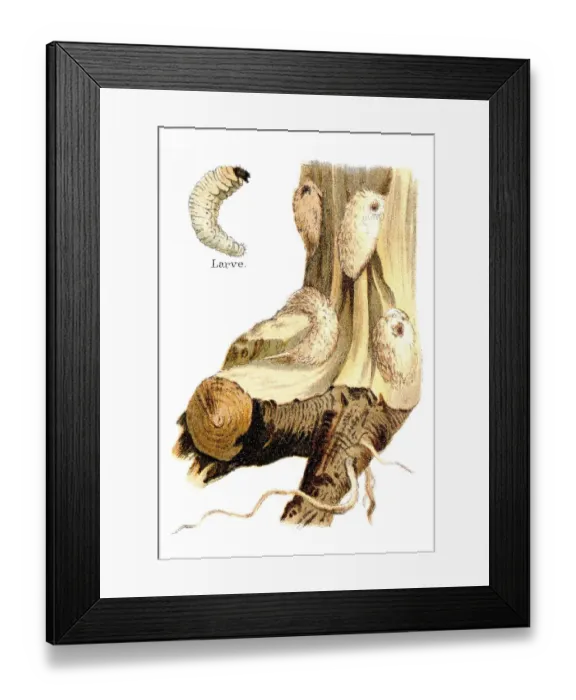 Framed Print : Larval tunnels and pupae, weevils (Pissodes) on a pine tree