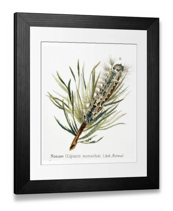 Framed Print : Black arches, nun moth (Liparis monacha)
