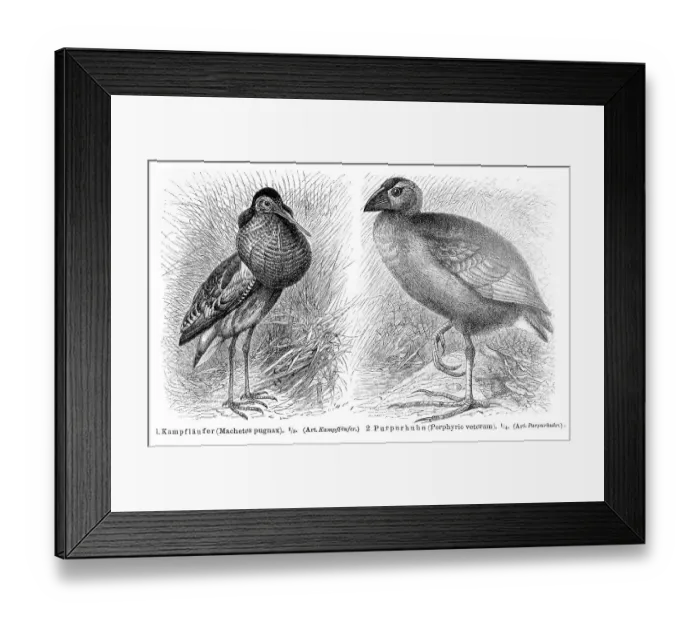 Framed Print : Ruff (Machetes pugnax), purple gllinule (Porphyrio veterum)