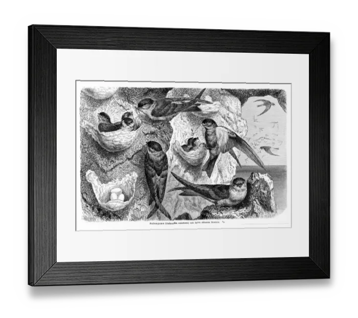 Framed Print : Glossy swiftlets (Collocalia esculenta)